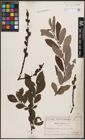 Foto von Salix cinerea L.